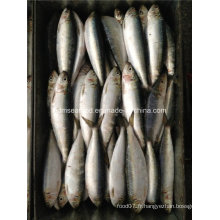W / R Small Specification Fresh Frozen Sardine Fish